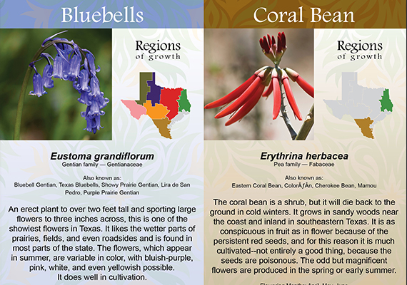 Objective: To create brochure inserts combining images, region of growth illustrations and facts of each wildflower.