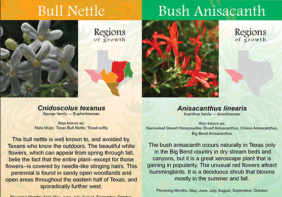 Objective: To create brochure inserts combining images, region of growth illustrations and facts of each wildflower.